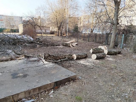 Незаконно спиленные деревья до сих пор не убрали
